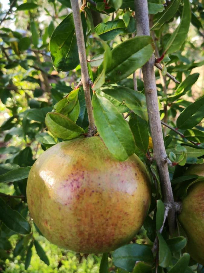 Le Dimore Di Mama * Ceglie Messapica