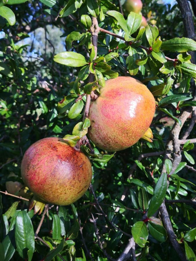 Le Dimore Di Mama * Ceglie Messapica